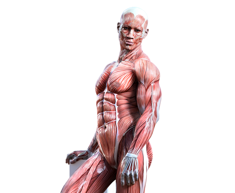 anatomy